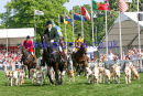 Duke of Beaufort's Hounds